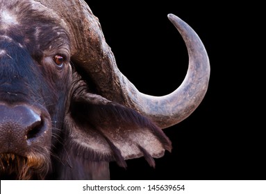 Close up image of an African cape buffalo