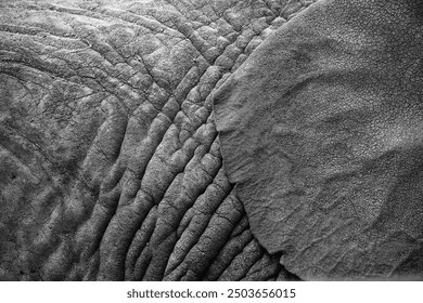 Close up image of an African elephant's skin. Background safari animal texture with copy space. Wrinkled, leathery dry texture with deep cracks and crevices. Looks like a rock face or dry wilderness.  - Powered by Shutterstock