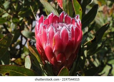 Close Up Image Of African Pink Protea