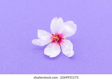 Close up image of an almond flower (Prunus dulcis). 