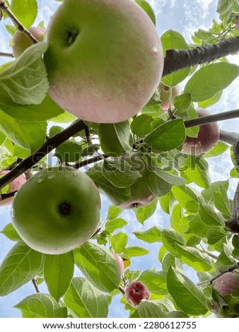 Close up image of apple tree with unripe apples during apple picking season taken after a light rain.