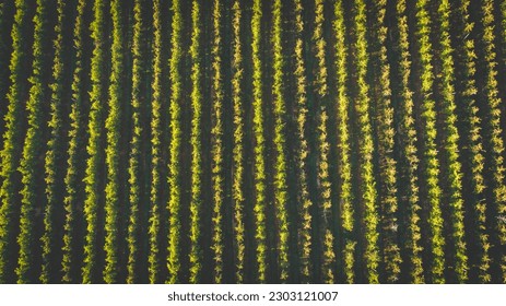 Close up image of apples in an apple orchard in south africa - Shutterstock ID 2303121007