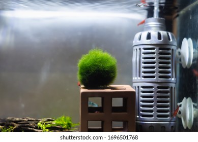 Close Up Image Of Aquarium Tank With Moss Ball (marimo) And Variety Of Shrimp Inside.