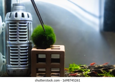 Close Up Image Of Aquarium Tank With Moss Ball (marimo) And Variety Of Shrimp Inside.