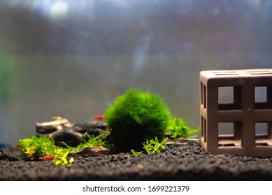 Close Up Image Of Aquarium Tank With Moss Ball (marimo) And Variety Of Shrimp Inside.