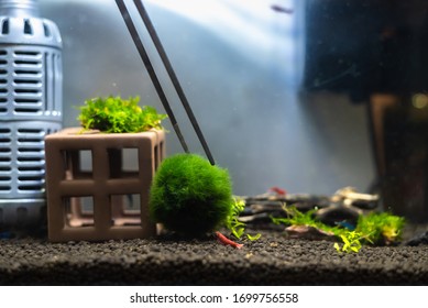 Close Up Image Of Aquarium Tank With Moss Ball (marimo) And Variety Of Shrimp Inside.