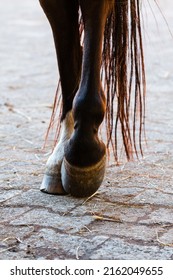 Close up image of back legs unshod horse hoof on concrete ground.  - Shutterstock ID 2162049655