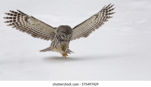 Close up image of a barred owl in flight, hunting for prey.  Winter in northern Wisconsin.
