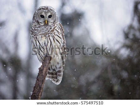 Close up image of a barred owl, in the wild, perched on a tree limb.  Snowy day in northern Wisconsin.