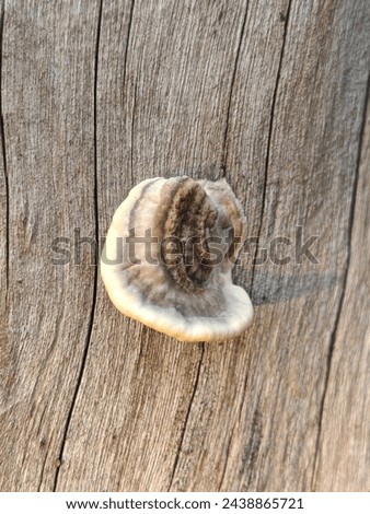 Close up image of a Beautiful brownish fungus sticks on a textured dead wood