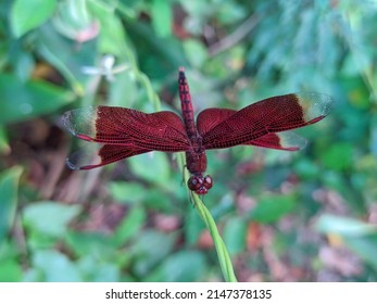 Close image of the beautiful dragonfly. Neurothemis terminata is a species of dragonfly in the family Libellulidae. Neurothemis terminata is a species commonly found in urban areas
