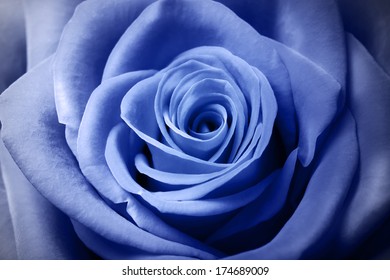 Close Up Image Of Beautiful Light Blue Rose