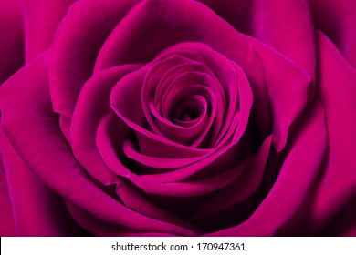 Close Up Image Of Beautiful Magenta Rose