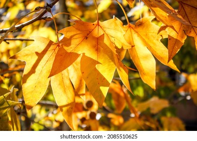Close up image of beautiful yellow Autumn leaves. - Shutterstock ID 2085510625