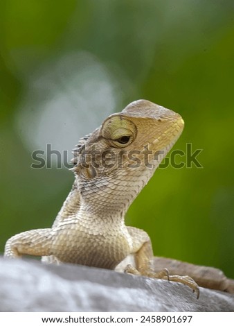 Similar – Image, Stock Photo earth lion Detail