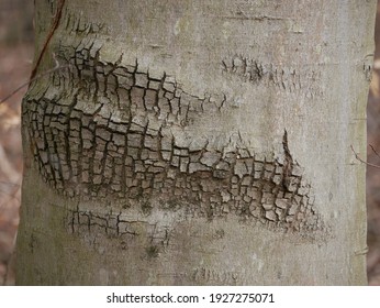 Close Up Image Of Beech Tree Bark