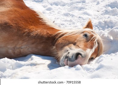 Close Up Image Of A Belgian Draft Horse Sleeping In Snow On A Bright Winter Day