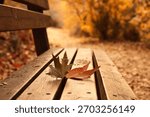 Close up image of bench in the park during sunset, at autumn season