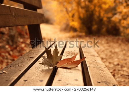 Close up image of bench in the park during sunset, at autumn season