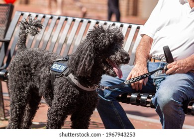 Close Up Image Of A Black Poodle Service Dog, Specially Trained To Help And Elderly Caucasian Man With Disability. The Senior Man Holds The Leash Of The Dog As He Sits On A Bench. The Dog Stands By.