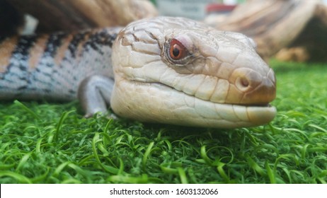 Close Up Image Of A Blue Tongue Lizard Or Skink (Scincidae)