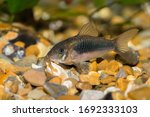 A close up image of a Bronze Corydora Catfish searching through smooth gravel for scraps of food. This one is in the Callichthyidae Family and has the scientific name Corydoras aeneus.