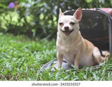 Close up image of brown  Chihuahua dog sitting in front of pink fabric traveler pet carrier bag on green grass in the garden,  smiling and looking  at camera, Safe travel with animals.