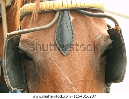 Close up image of a brown horse's head wearing blinkers to shield his eyes.