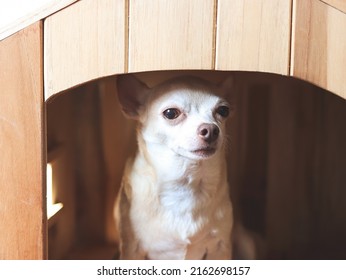 Close up image of  brown  short hair  Chihuahua dog sitting in  wooden dog house, looking at camera.