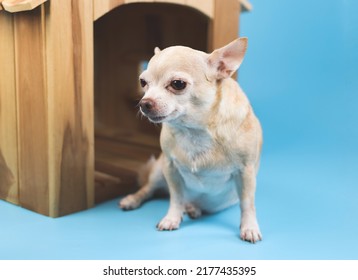 Close up image of brown  short hair  Chihuahua dog sitting in  front of wooden dog house,  isolated on blue background.
