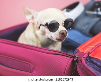 Close up image of brown  short hair  Chihuahua dog wearing sunglasses,  sitting  in pink suitcase with travelling accessories, isolated on pink background.