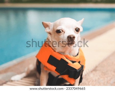 Close up image  of a brown short hair chihuahua dog wearing orange life jacket or life vest sitting by swimming poo looking at camera. Baywatch dog. Pet Water Safety. traveling with pet.
