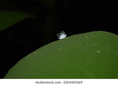 CLose up image of a bug.