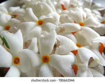 close up image of a bunch or cluster of fresh plucked white Night flowering Jasmine or Nyctanthes arbor-tristis or parijat Nyctanthes having orange stem with water droplets on petals placed in a bowl 
