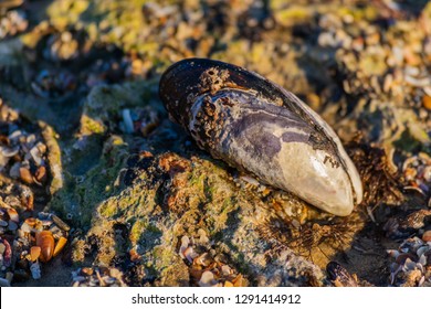 A Close Up Image Of A  California Mussel (Mytilus Californianus) Laying On A Rocky Beach On A Sunny Day