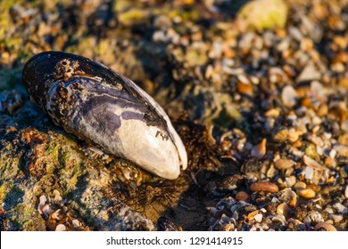 A Close Up Image Of A  California Mussel (Mytilus Californianus) Laying On A Rocky Beach On A Sunny Day