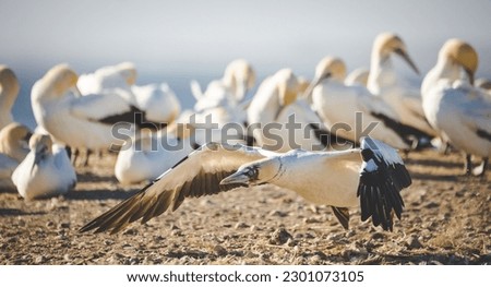 Close up image of a Cape Gannet bird in a big gannet colony on the west coast of South Africa