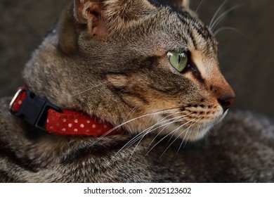 Close Up Image Of Cat Face, Side View Angle Shooting