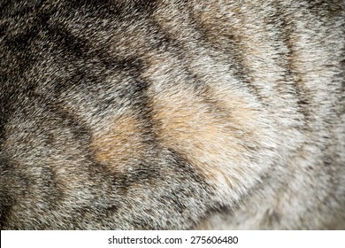 Close Up Image Of Cat Fur, Grey Color With Black Stripes.