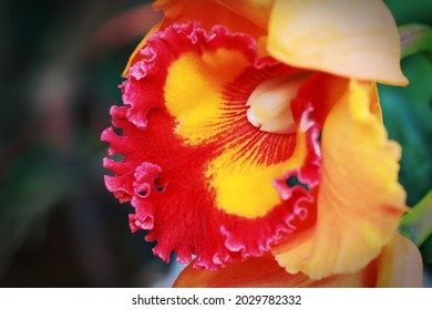 Close up image of Cattleya Blc yen twentyfour carat flower