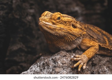 Close up image of a central bearded dragon (Pogona vitticeps) or inland bearded dragon, a species of agamid lizard.