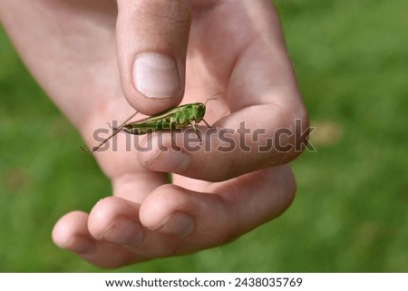 close up image of child's hand holding a grasshopper between his finger and thumb, outside in summer with green grass background