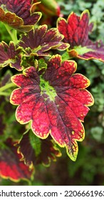 Close Up Image Of Coleus Plant Leaf, Image For Mobile Phone Screen, Display, Wallpaper, Screensaver, Lock Screen And Home Screen Or Background 