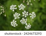 Close up image of a cow parsley flower head, also known as queen anne