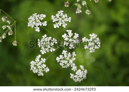 Close up image of a cow parsley flower head, also known as queen anne's lace, on a blurred green background-