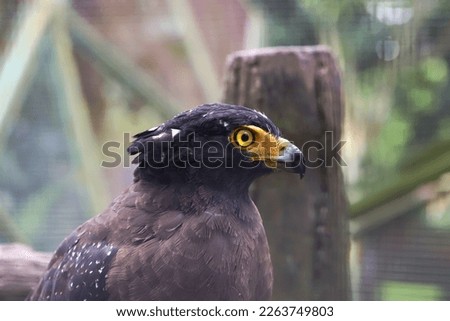 Close up image of crested serpent eagle bird wirh blurred background