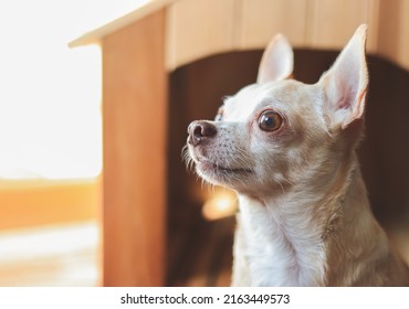 Close up image of curious  brown  short hair  Chihuahua dog sitting in front of wooden dog house.