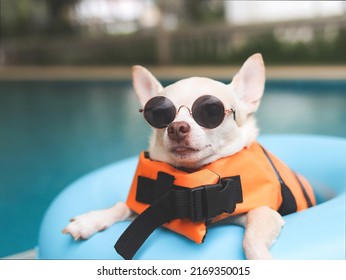 Close up image of a cute brown short hair chihuahua dog wearing sunglasses and  orange life jacket or life vest sitting in blue swimming ring by swimming pool. Pet Water Safety.