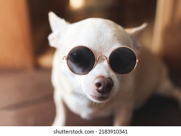 Close up image  of  cute brown short hair chihuahua dog wearing sunglasses sitting  and looking at camera.