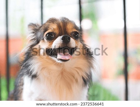 Close up image of cute Long hair Chihuahua dog  with black white and brown color sitting  on the wooden garden bench, looking away and  smiling happily with her tongue out.